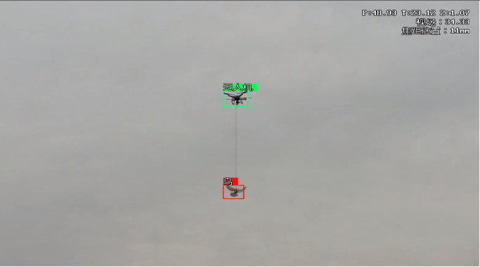 تحديد هوية الطيور